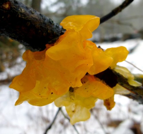 8. Orange Witch's Butter