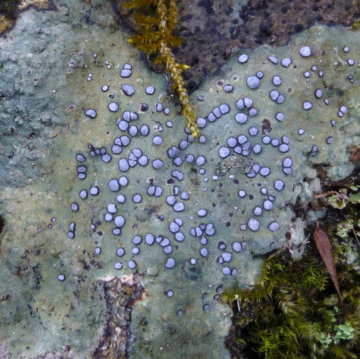 8. Smokey Eye Boulder Lichen aka Porpidia albocaerulescens