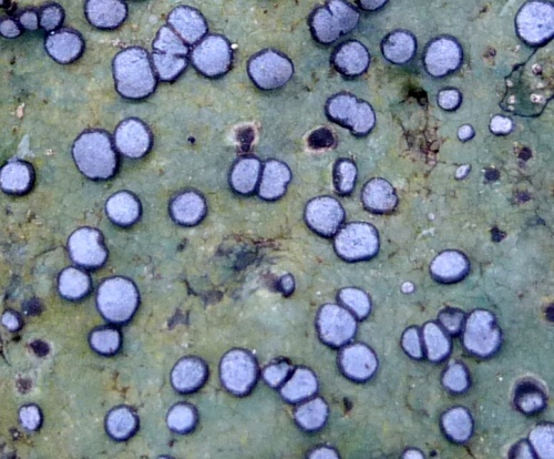 3. Smokey Eye Boulder Lichen aka Porpidia albocaerulescens