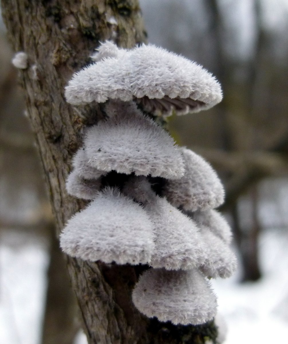 5. Split Gill Mushrooms