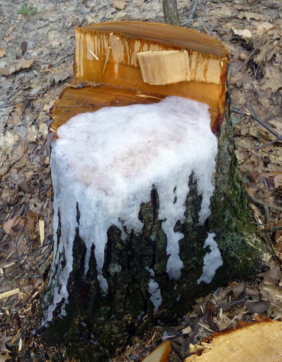 5. Frozen Tree Sap