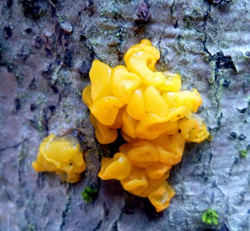 9. Yellow Jelly Fungus