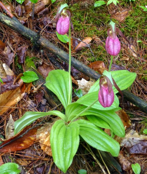 14. Pink Lady's Slippers