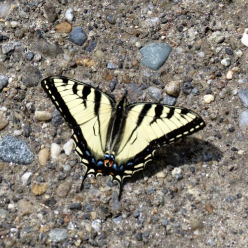 4. Eastern Tiger Swallowtail