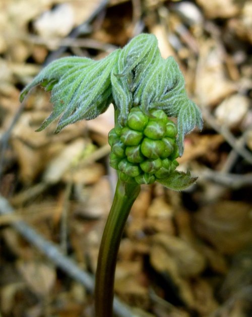 9. Red Baneberry Buds