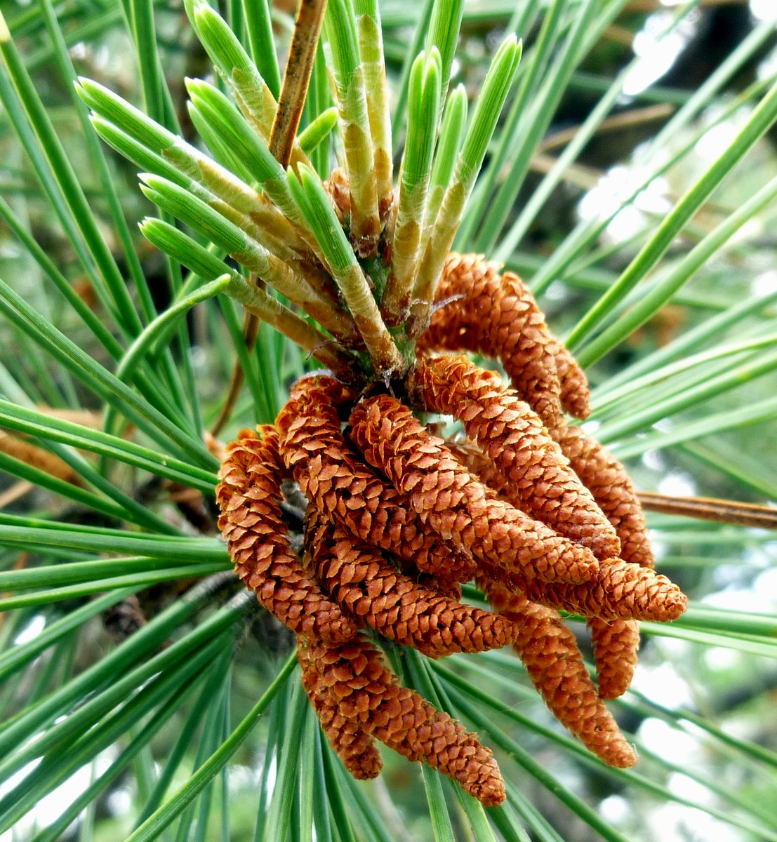 2. Male Cones of Red Pine