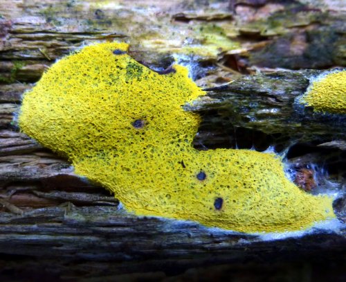 12. Yellow Fuligo septica Slime Mold