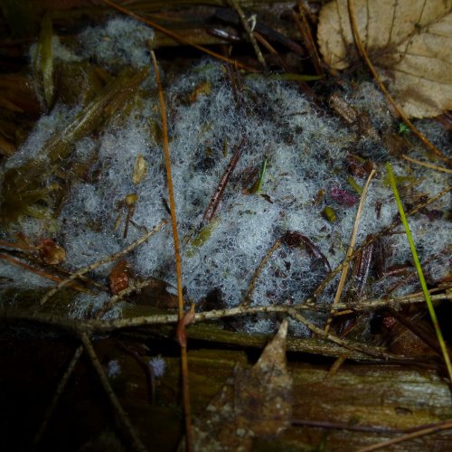 4. Unknown Gray Slime Mold