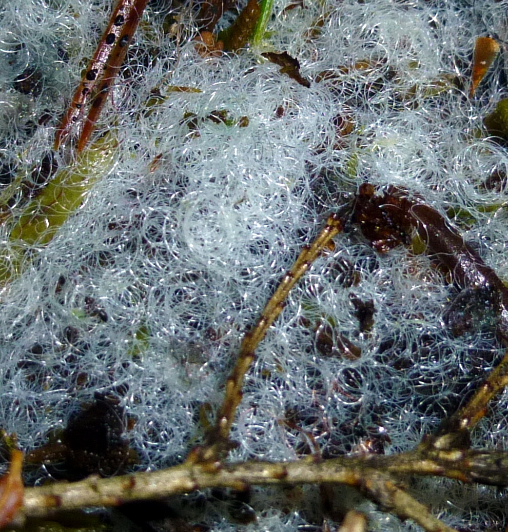 5. Closeup of Slime Mold
