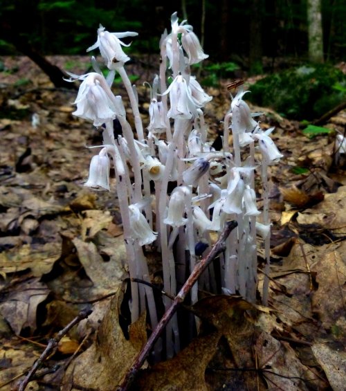 6. Indian Pipes