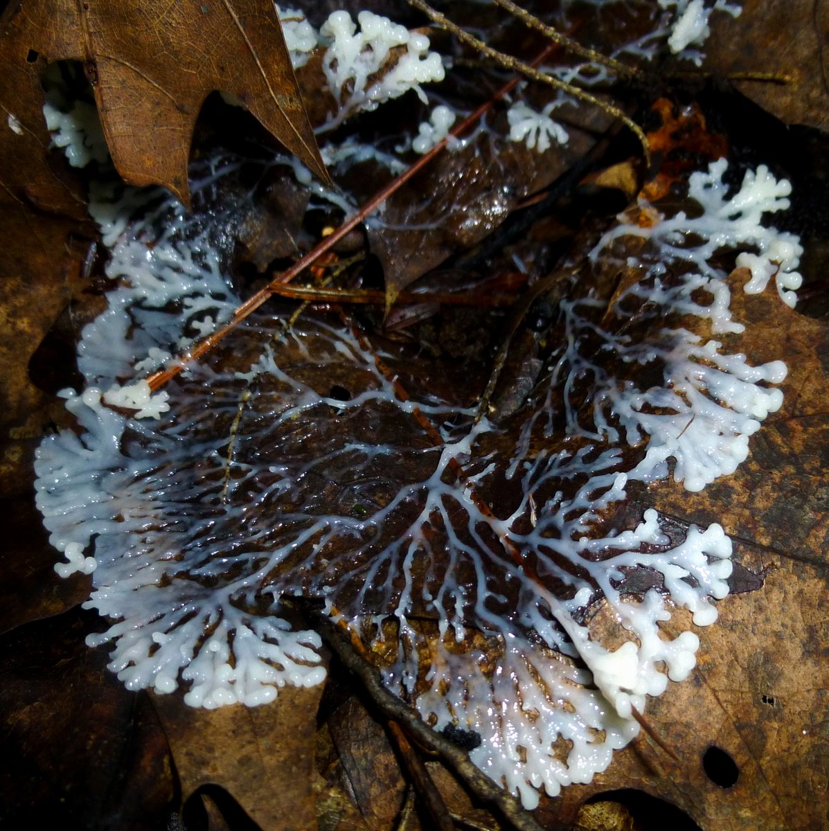 6. Unknown White Slime Mold