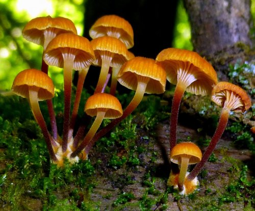 2. Chanterelle Waxcap Mushrooms aka Hygrocybe cantharellus