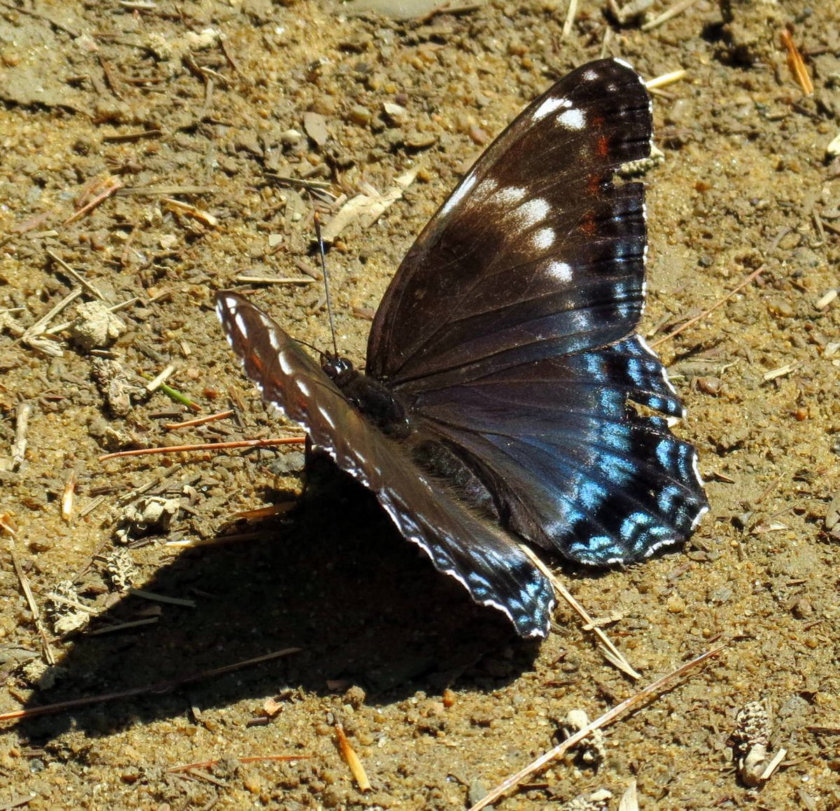 3. Red Spotted Purple Butterfly aka Limenitis arthemis astyanax