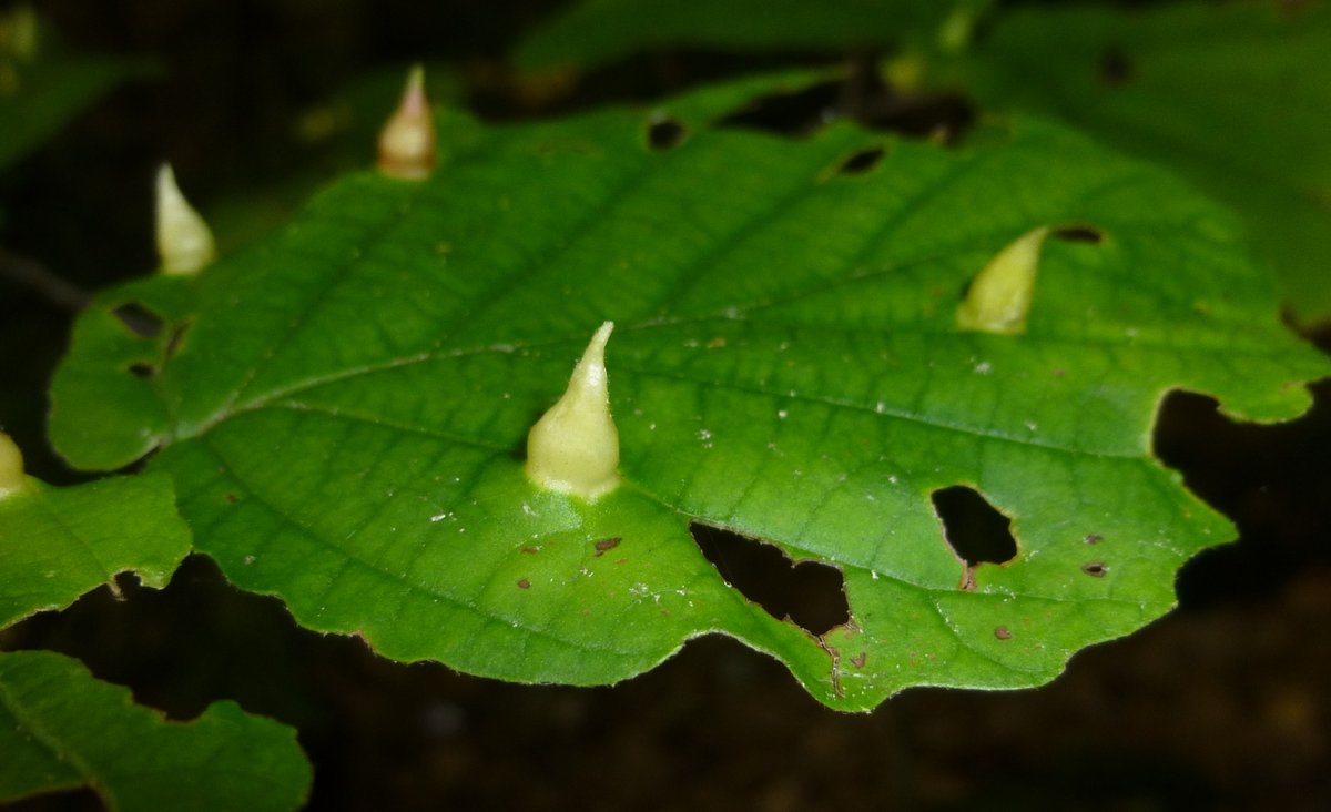 5. Nipple Galls or Coneheads on Hazel Leaf caused by aphid Hormaphis hamamelidis