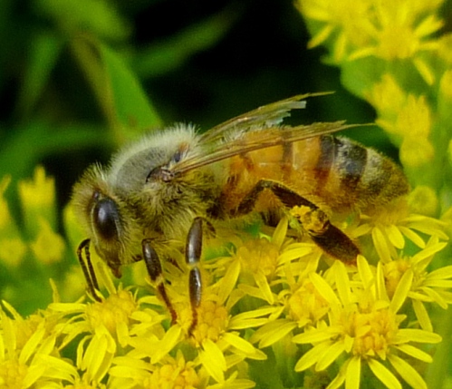 8. Honey Bee