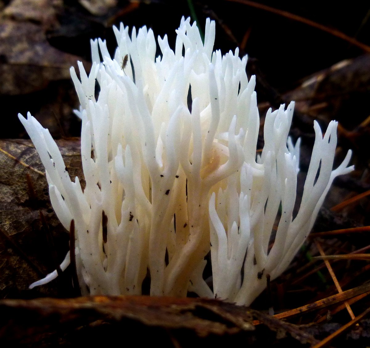 5. White Coral Fungus