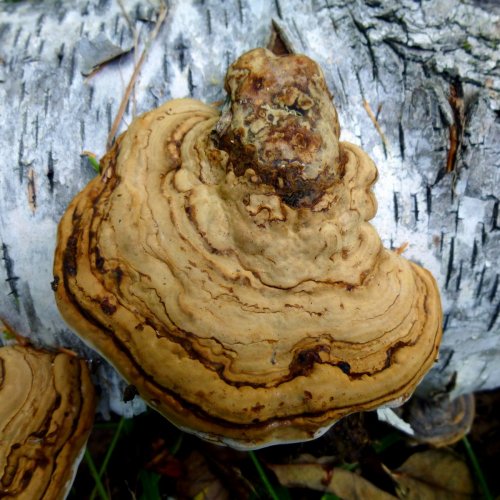 14. Bracket Fungus on Birch