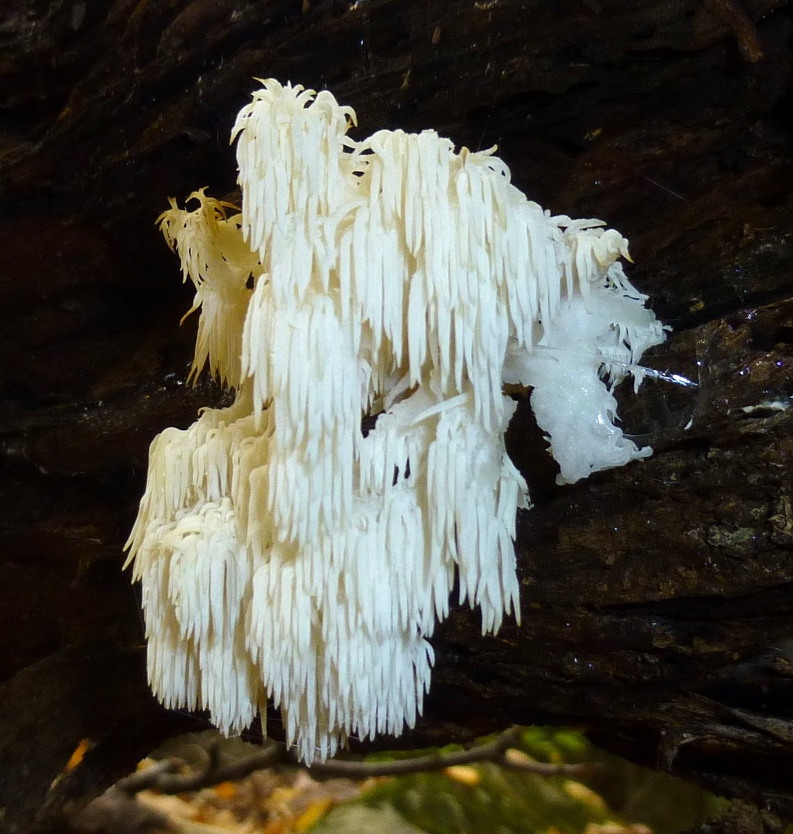 5. Toothed Fungus