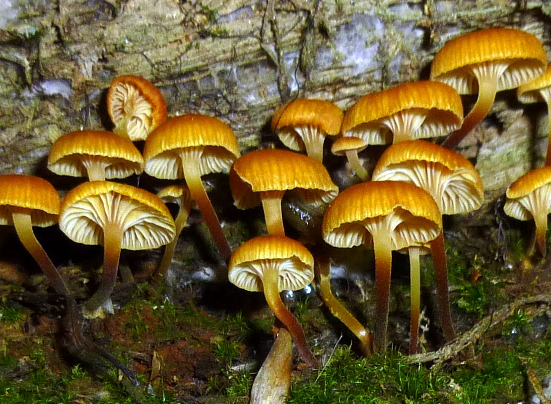 6. Orange Mycena Mushrooms