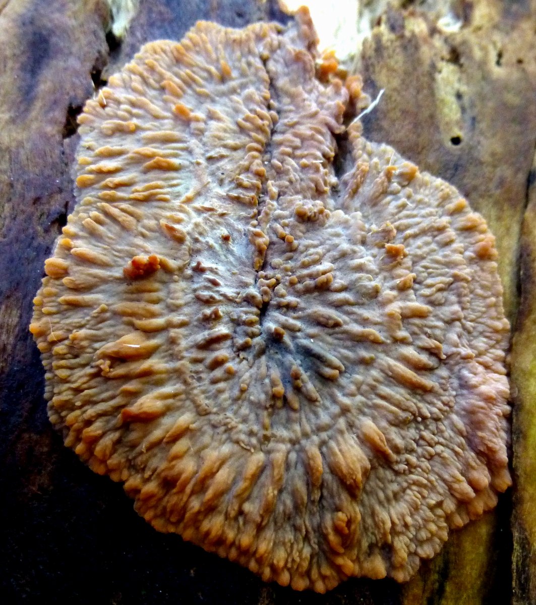 1. Wrinkled Crust Lichen Phlebia radiata