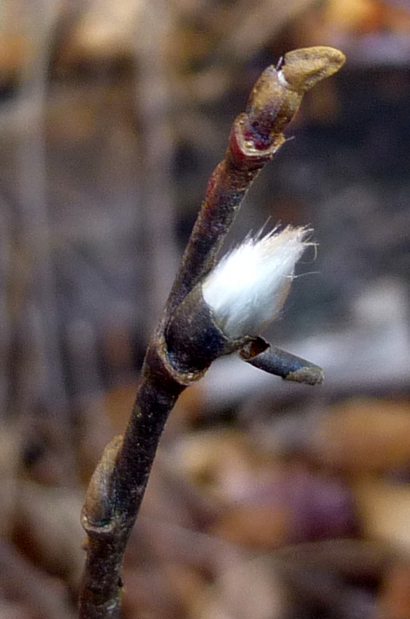 6. Pussy Willow