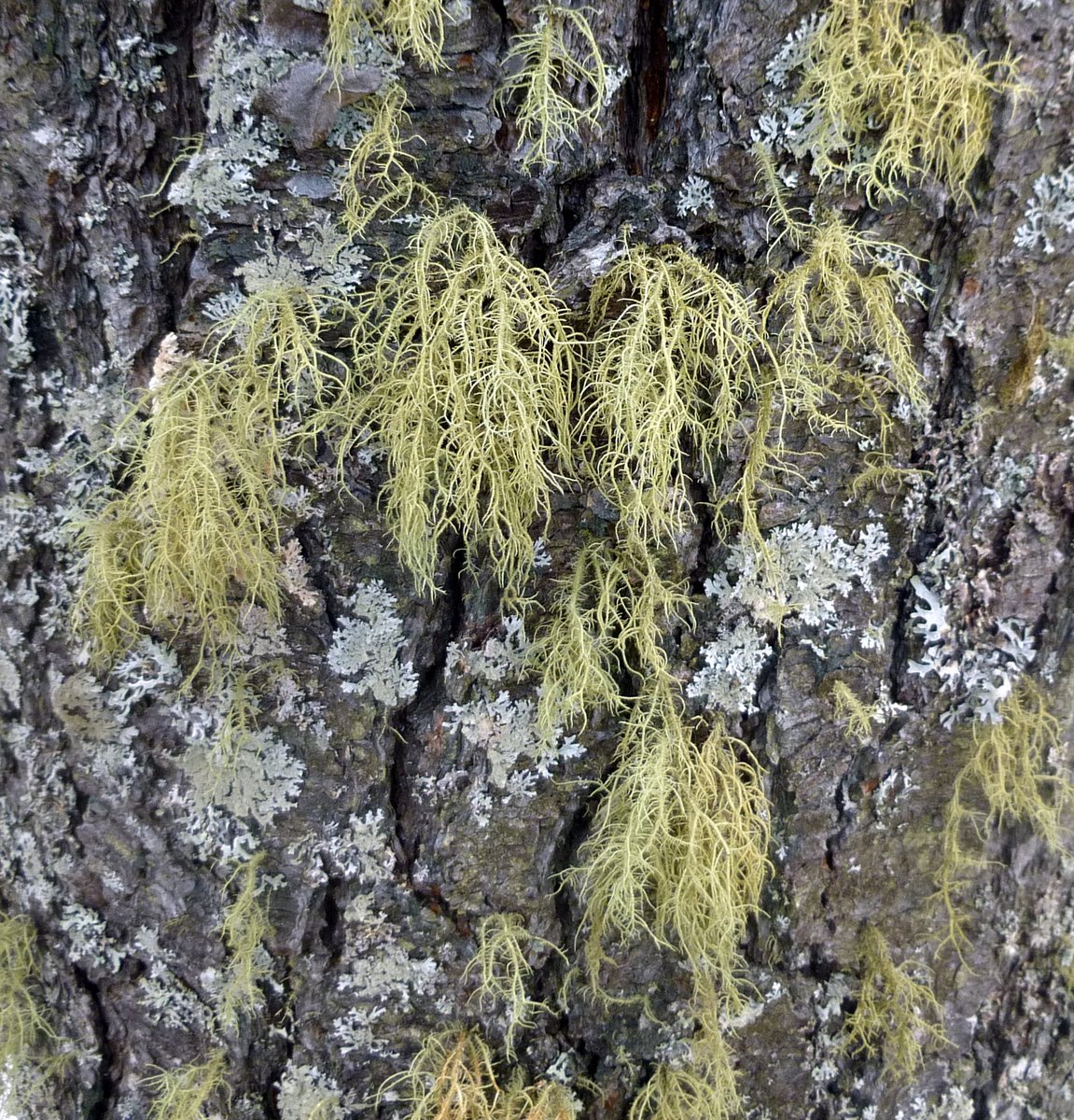 8. Beard Lichens