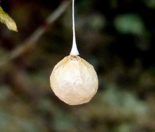 13. Egg Case Hanging from Moss 2