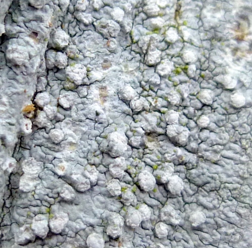 6. Bitter Wart Lichen Closeup