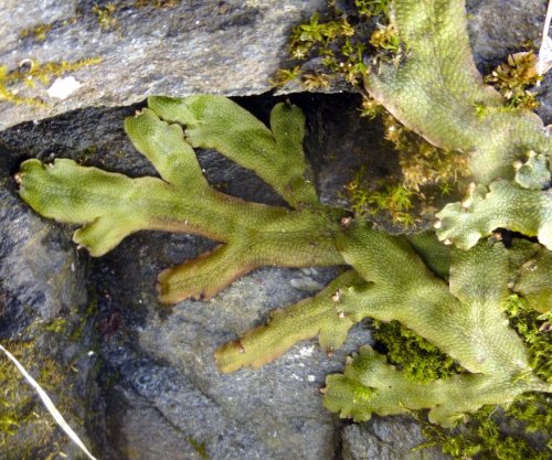 8. Great Scented Liverwort Growing on Stone