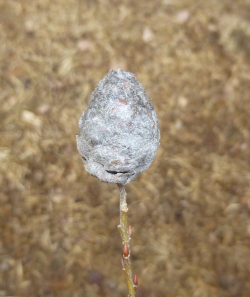9. Pinecone Gall on Willow