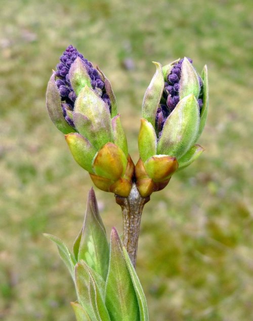 10. Lilac Buds Breaking
