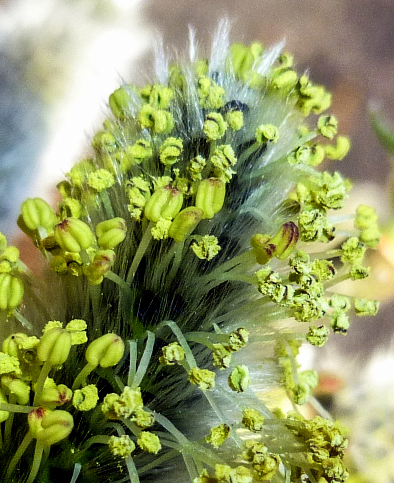 12. Willow Flower Closeup
