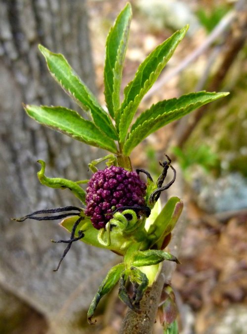 9. Red Elderberry aka Sambucus racemosa