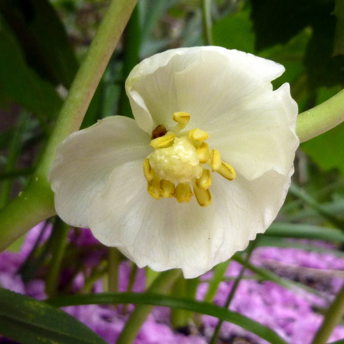 10. Mayapple Flower