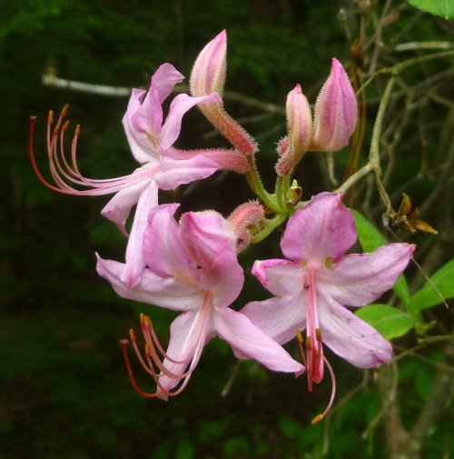 15. Native Azalea Blossoms