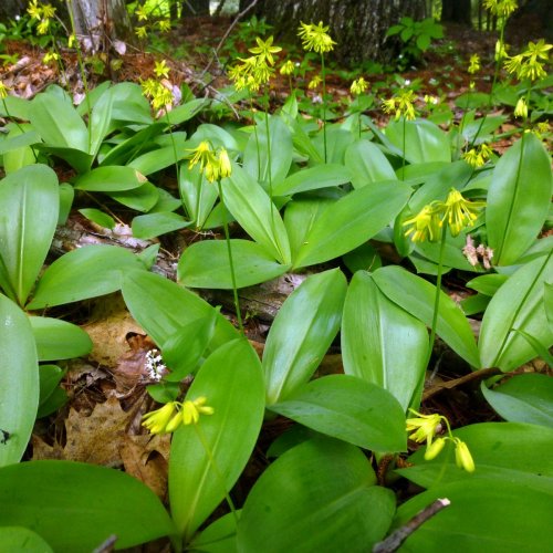 3. Blue Bead Lily Colony