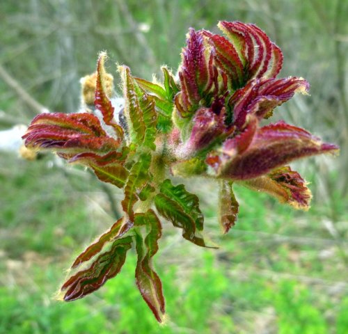 9. New Staghorn Sumac Leaves