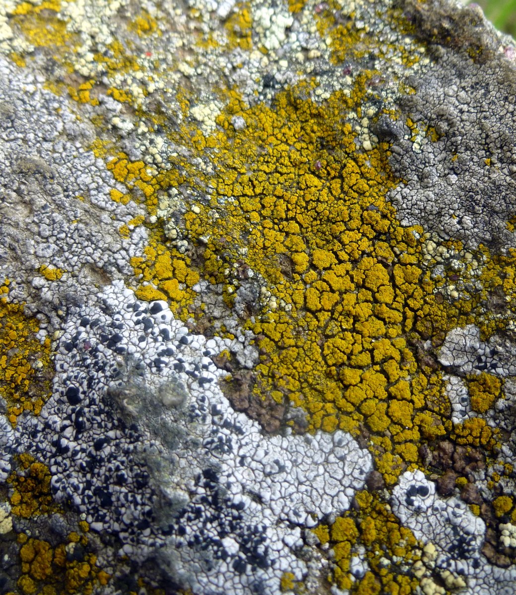 10. Lichens
