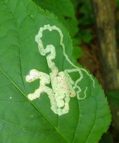 12. Leafminer Phytomyza aralivora on Sarsaparilla Leaf