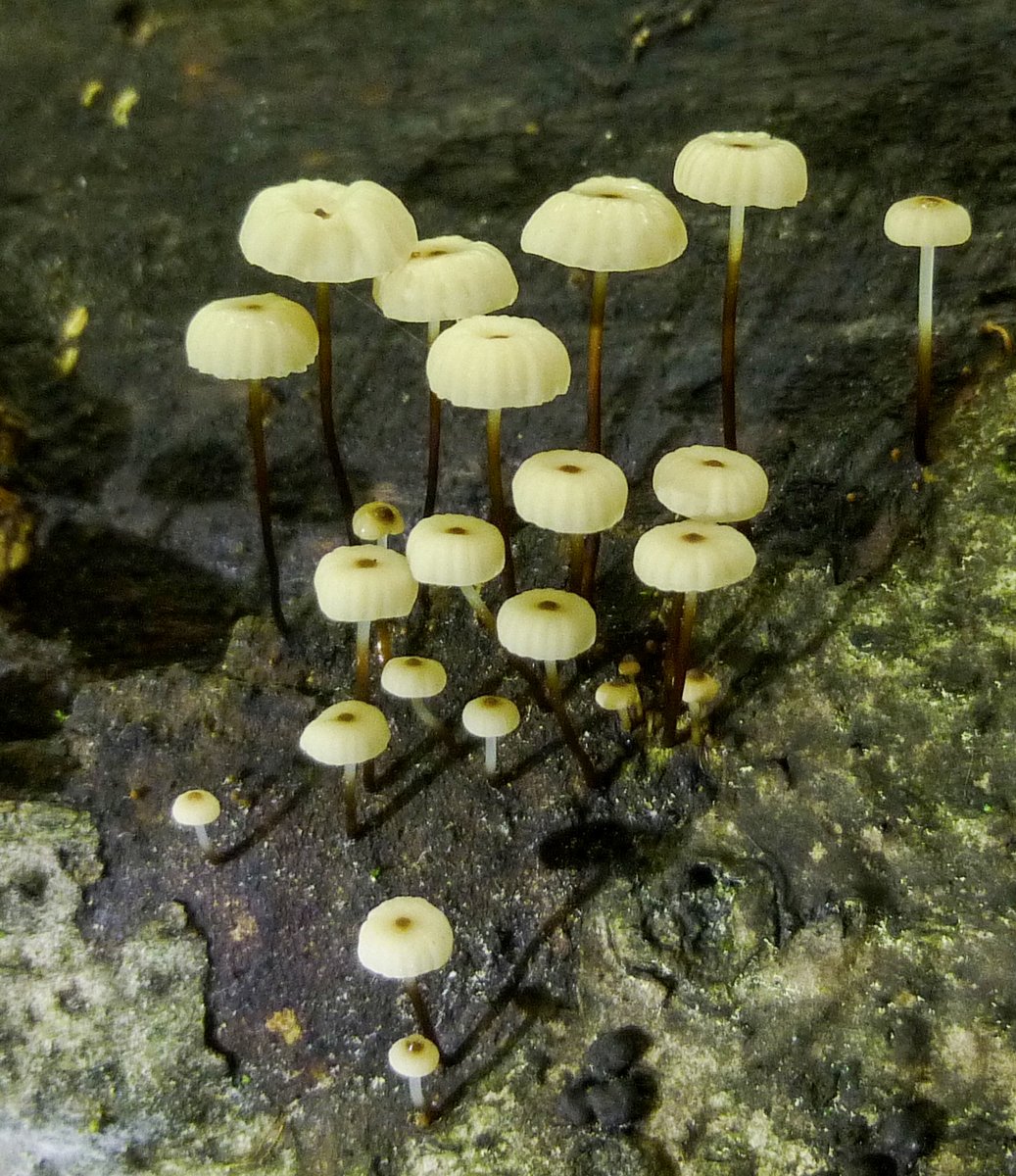 12. Marasmius rotula Mushrooms