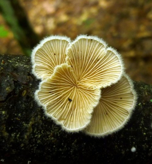14. Splitgill Mushrooms