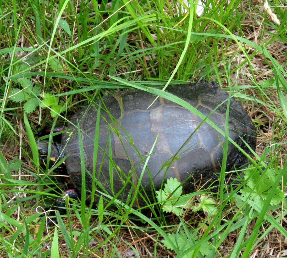 2. Turtle in the Grass