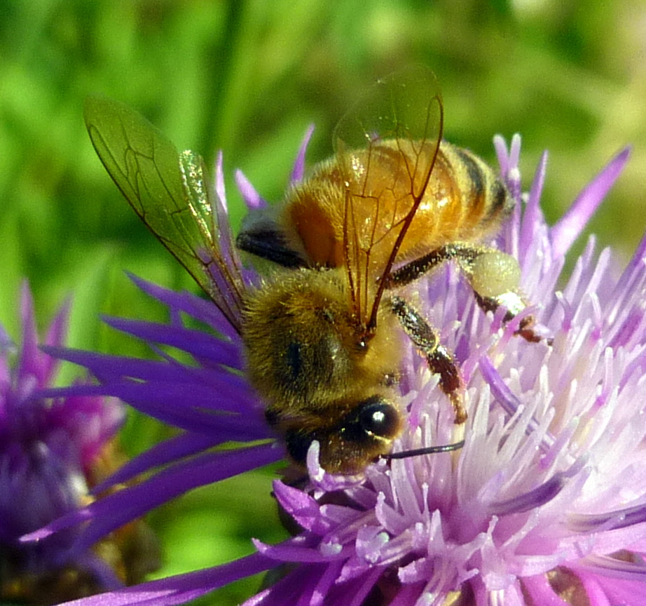4. Bee on Knapweed