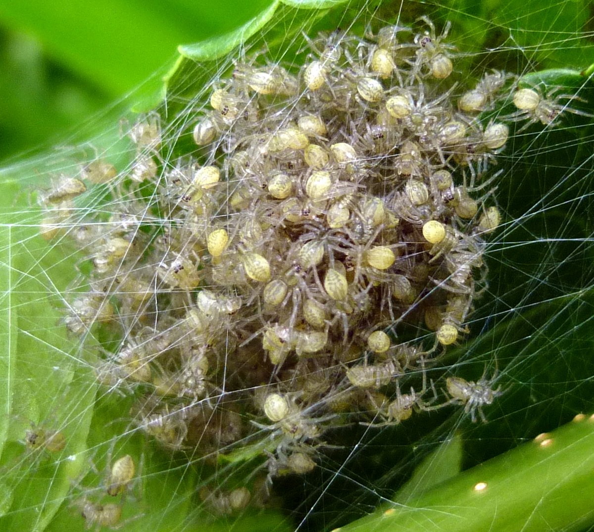 6. Baby Spiders Hatching