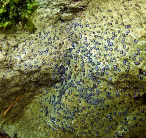 12. Smokey Eye Boulder Lichen
