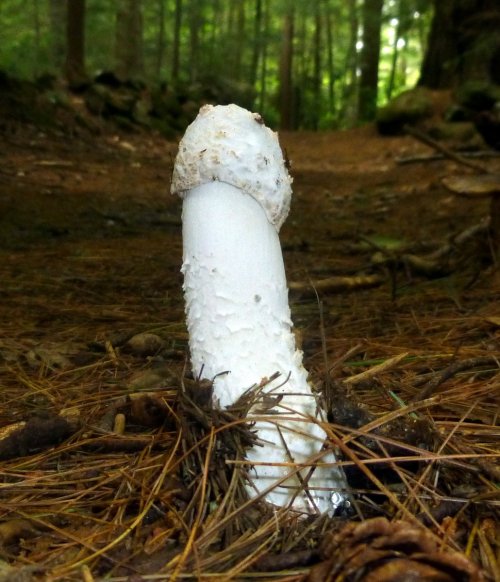 3. Possible  Stinkhorn Mushroom