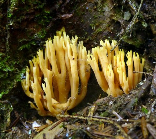 5. Coral Fungus