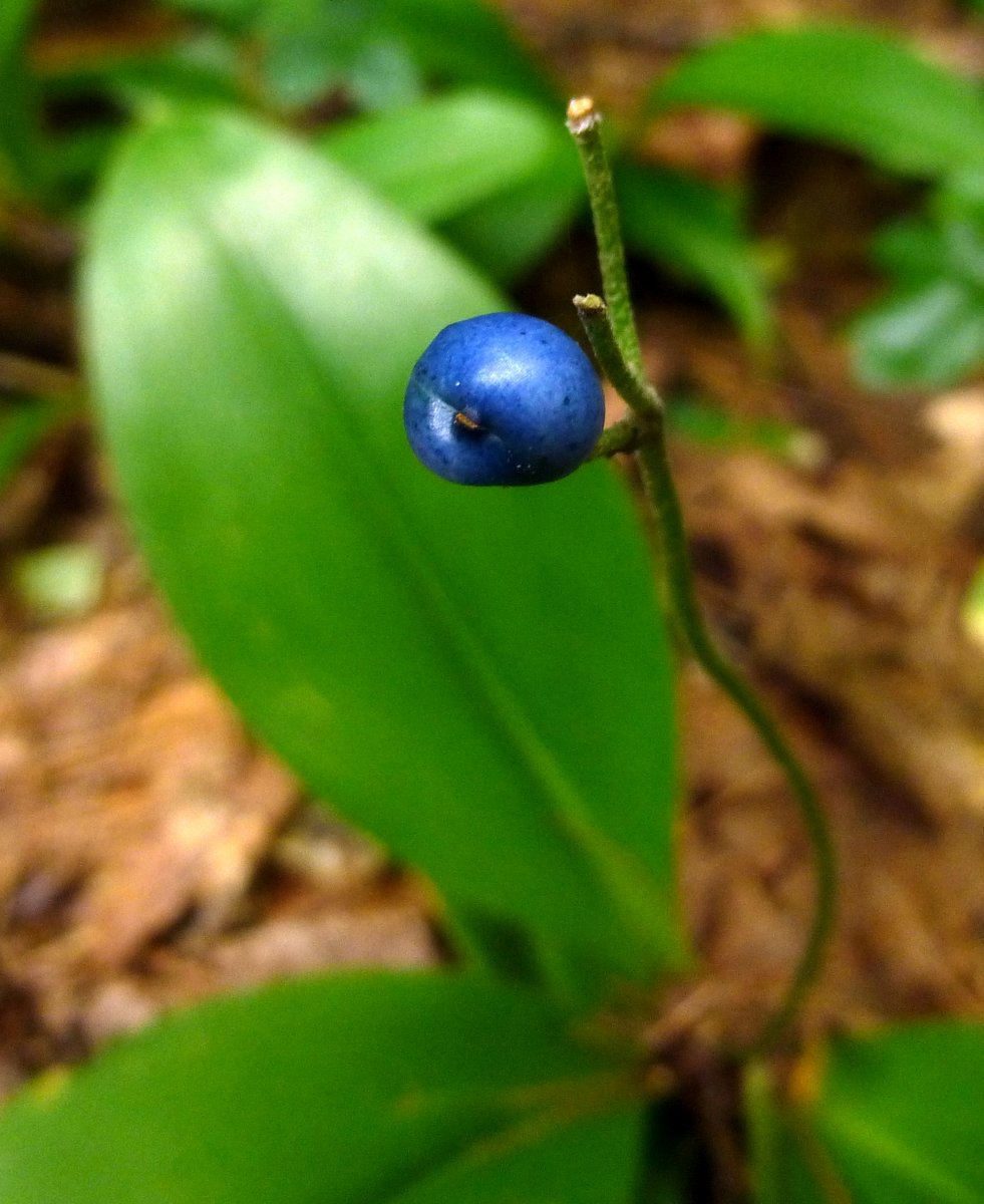 8. Blue Bead Lily Fruit
