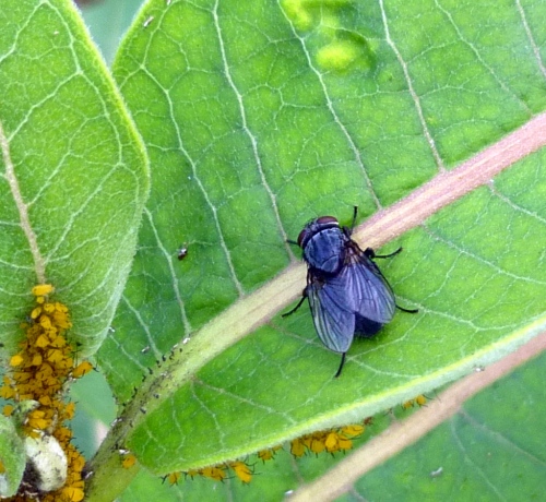 2. Blue Bottle Fly
