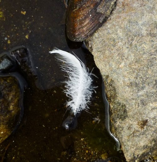 3. Goose Feather